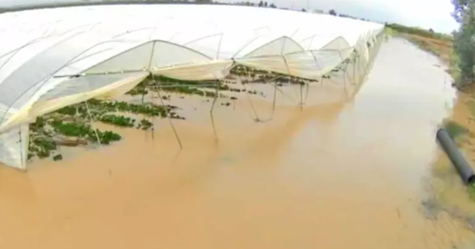 Bombe d’acqua nel Materano, Coldiretti denuncia: “Campi allagati e colture devastate”