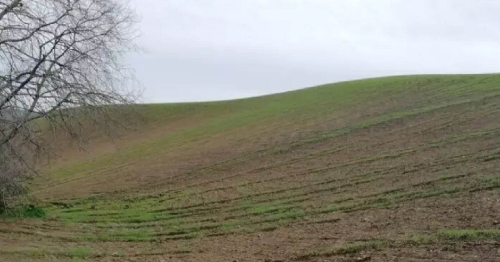 Agricoltura in ginocchio nel Materano, la Cia lancia l’allarme: ‘Danni enormi’