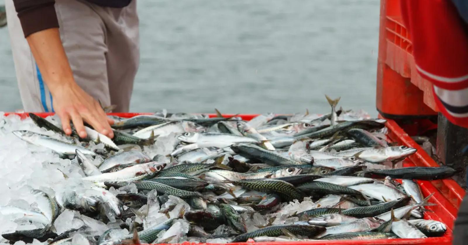Stangata Ue sulla pesca: Italia in allarme per gli impatti economici