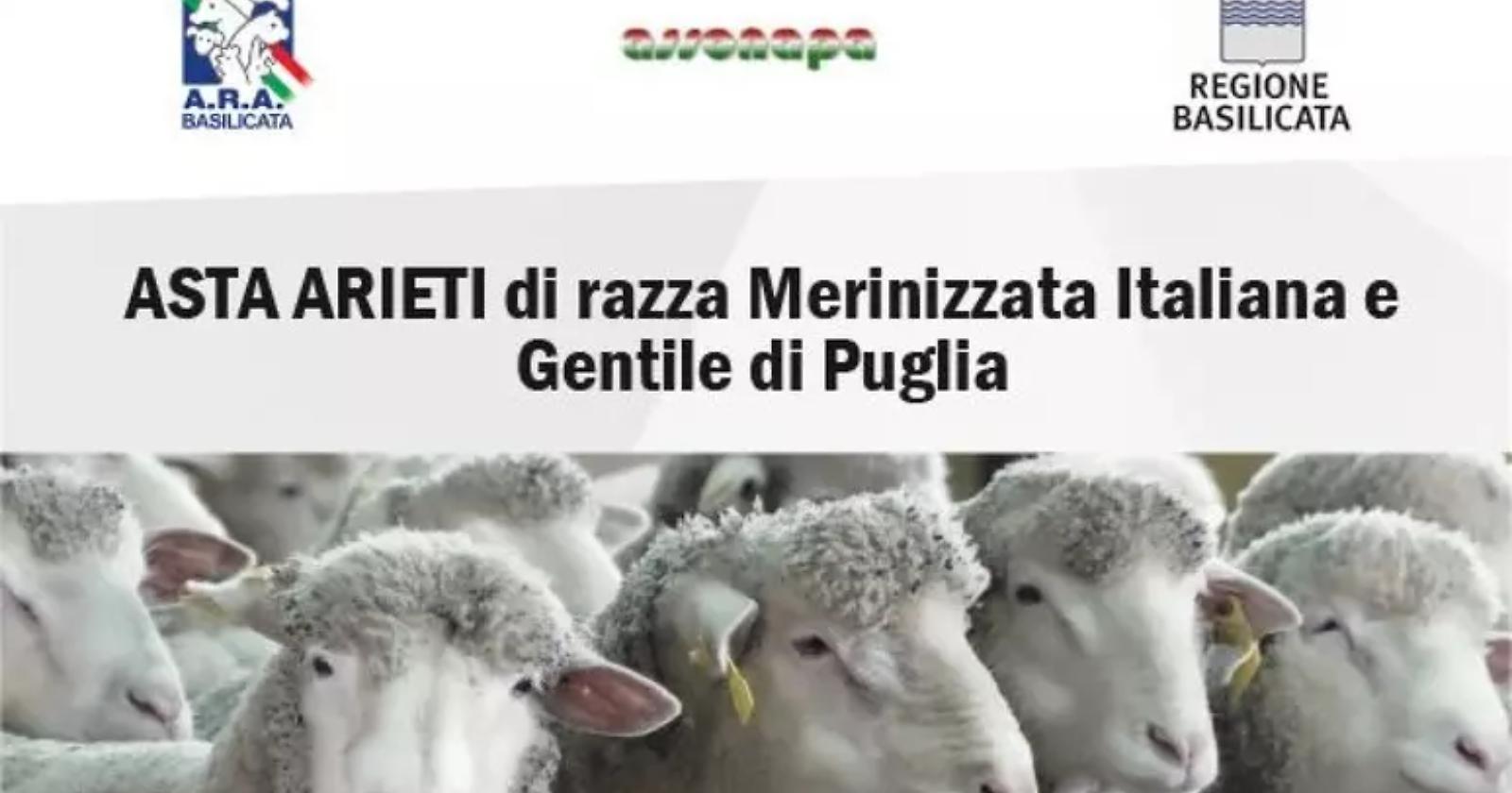 Genetica e qualità alla 46ª Asta di Laurenzana