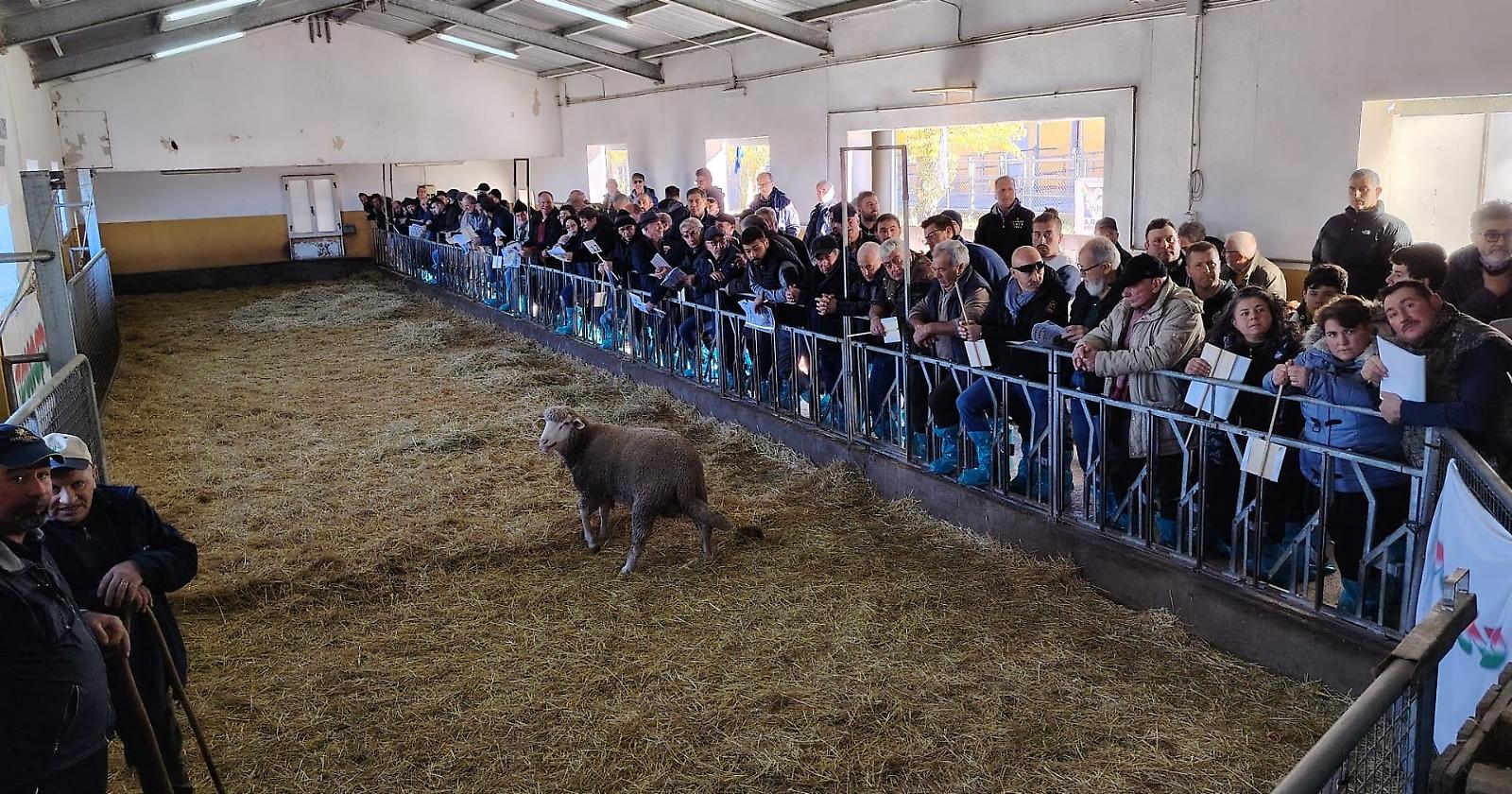 Allevatori protagonisti: oltre 150 partecipanti all’asta degli arieti di Laurenzana