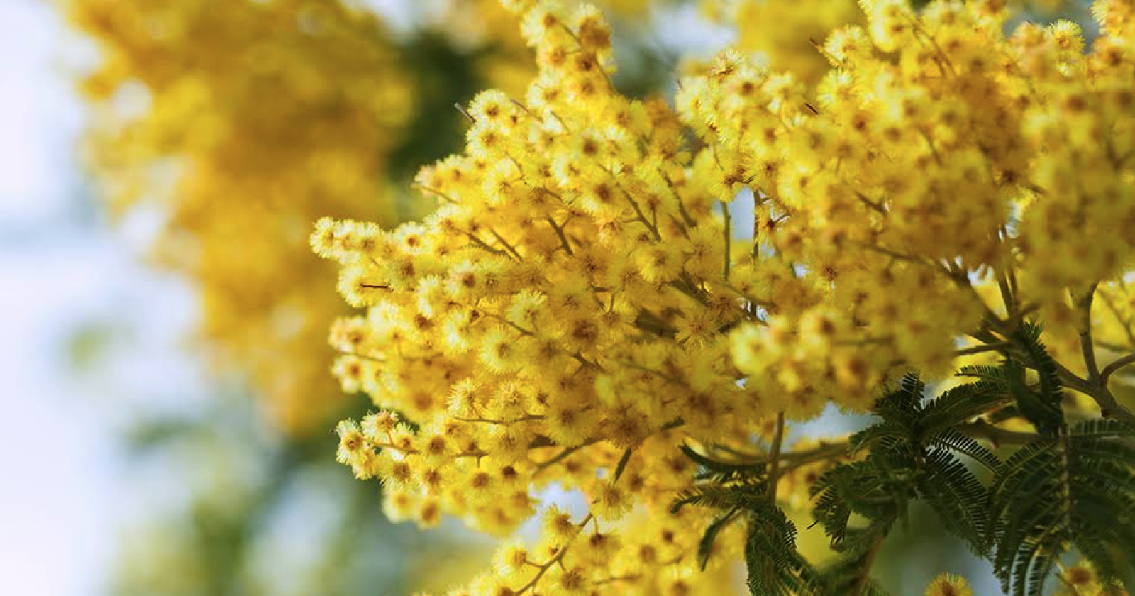 Fili di memoria, passi di speranza: Lavello si mobilita contro la violenza sulle donne