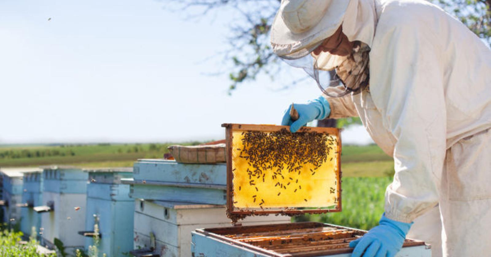 Custodi della biodiversit&agrave;: a Marsicovetere torna il corso di apicoltura della Scuola della Montagna