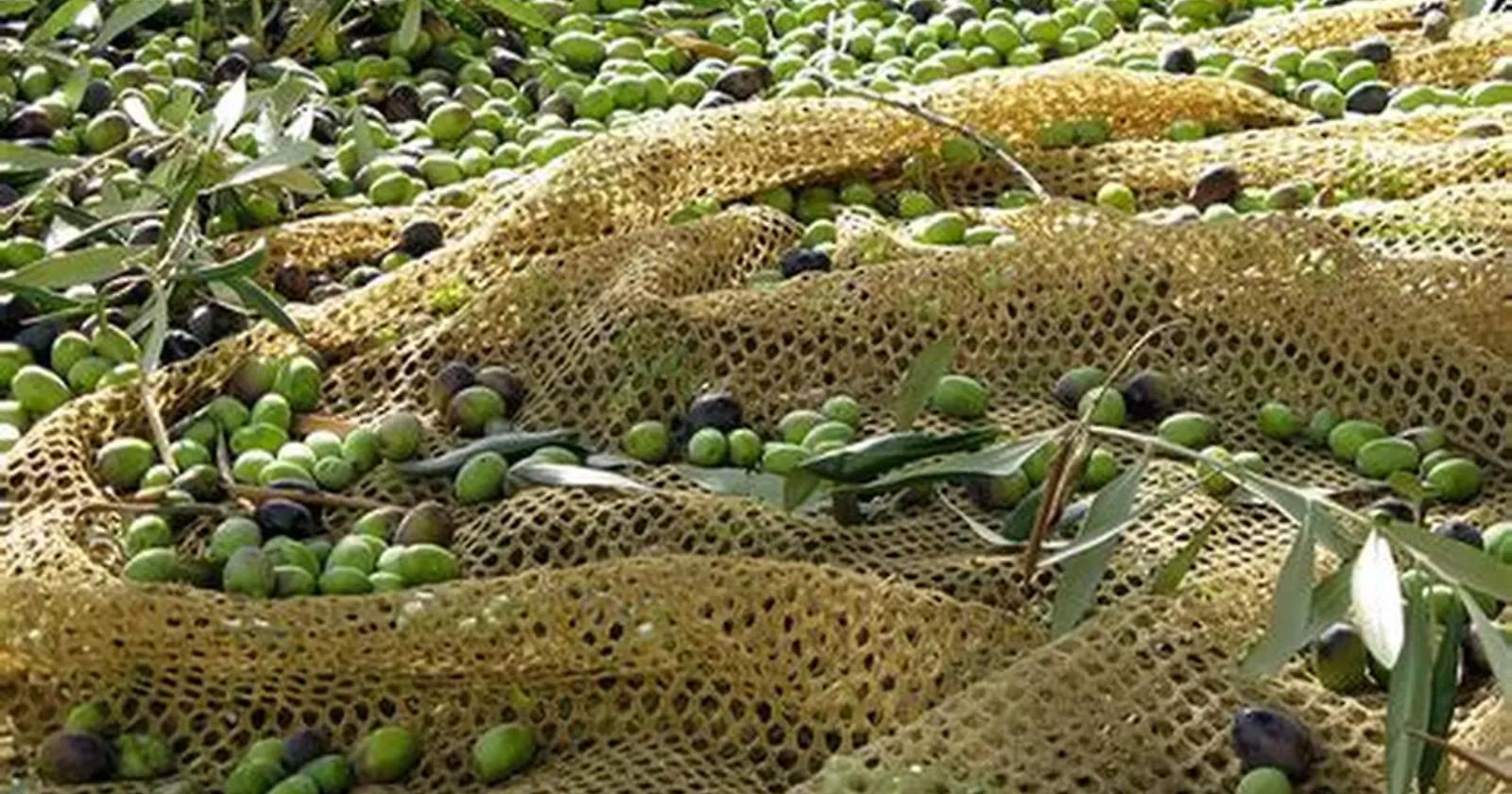 Dazi, caro energia e concorrenza estera: la tempesta sull&rsquo;olivicoltura lucana