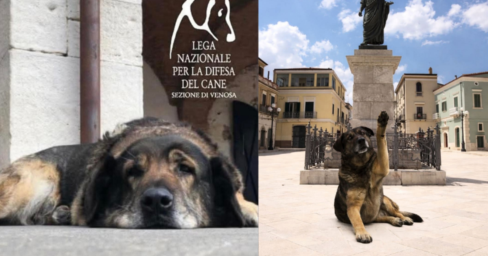 Orso, il custode gentile di Venosa