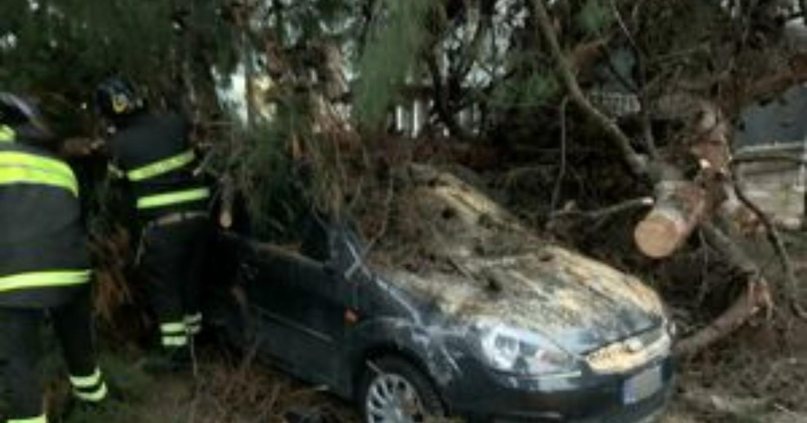 maltempo a Foggia, alberi gi&ugrave;: viale Ofanto sfiora la tragedia e scattano i divieti