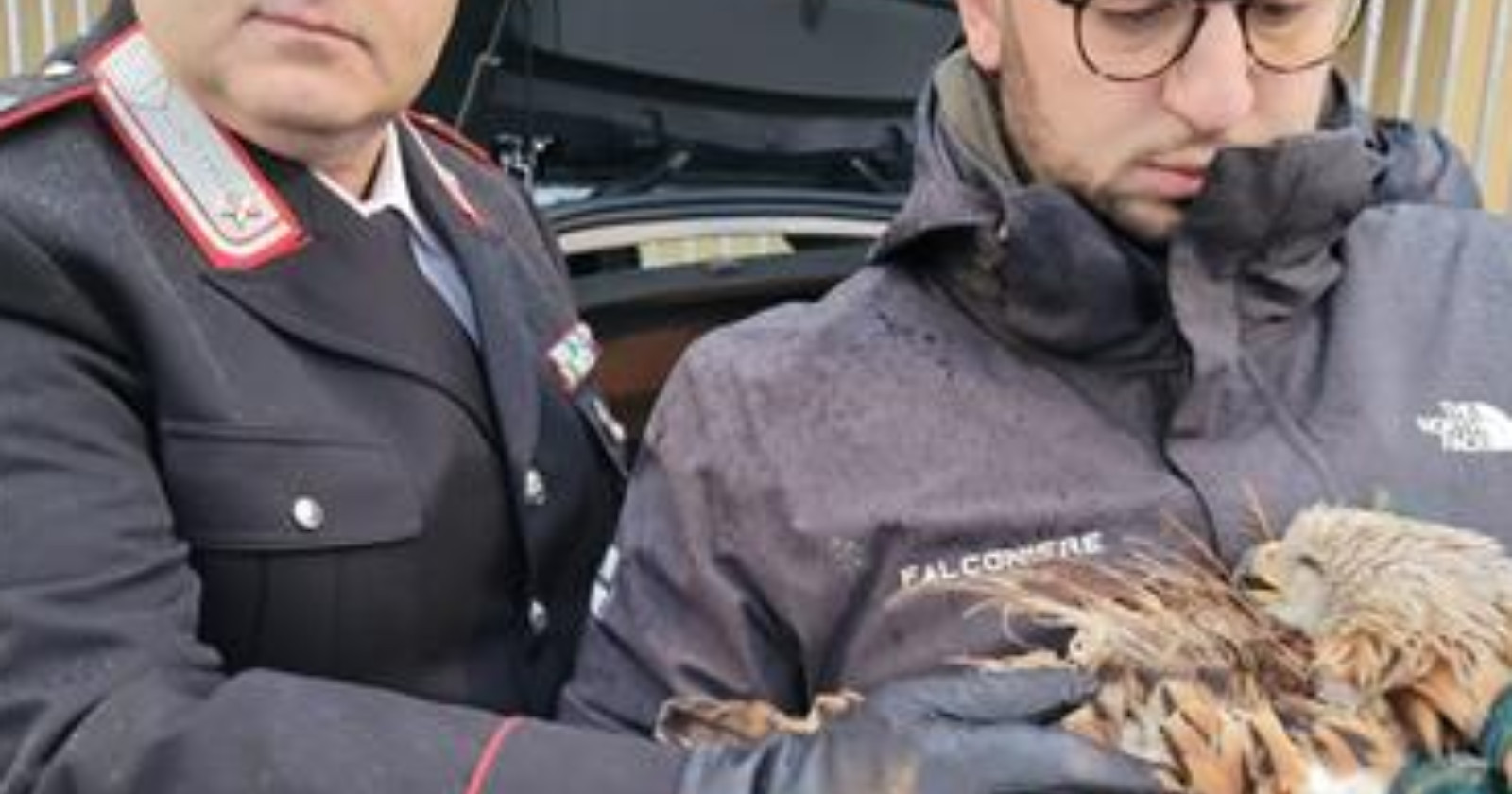 A Potenza i carabinieri salvano un nibbio reale