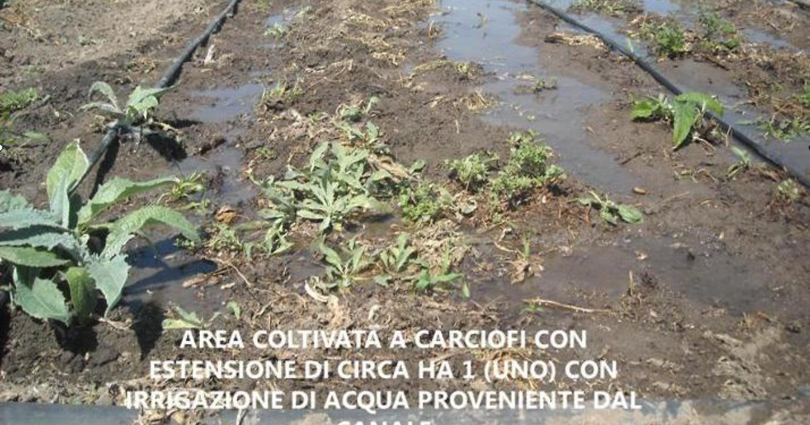 Trinitapoli e Margherita a rischio epidemia, sei aziende vinicole accusate di inquinamento
