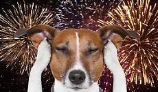 Botti di Capodanno? Inutili, dannosi e sgraditi