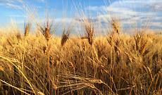 Il "Senatore Cappelli", creato a Foggia, "insegna" al Messico come ottenere il grano resiliente