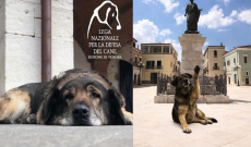 Orso, il custode gentile di Venosa