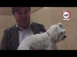 Il sindaco di Foggia Landella: «Quel canile è un lager, ma nessuna deportazione» 