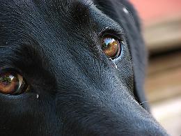 Lucky, una carezza per ingannare la morte