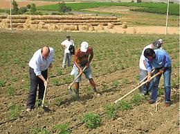 Nuovo contratto per i 46mila lavoratori agricoli della provincia di Foggia