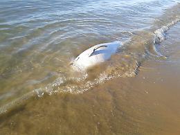 Trovata la carcassa di un delfino: stesso posto dove spiaggiarono 7 capodogli nel 2009