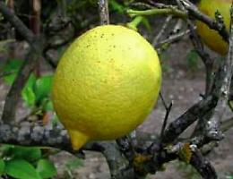 Oggi, 15 febbraio 2007, diventa Dop il limone femminello del Gargano