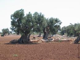 La Xylella spaventa Puglia e Basilicata, al Masaf il primo tavolo tra governo, regioni e associazioni 