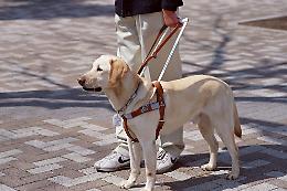 Un cane guida per i non vedenti: la Regione dia un esempio di civiltà 