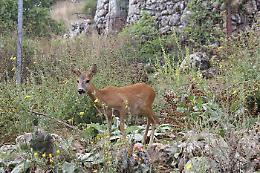 Parco Gargano adotta "Bambi" e lo affida all'allevatore che lo ha cresciuto