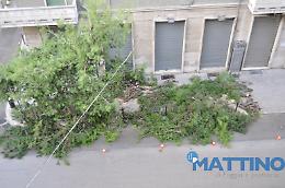 Ancora un taglio di alberi a Foggia, tra Piazza S. Francesco e Via Conte Appiano. Per il Comune «erano pericolosi»