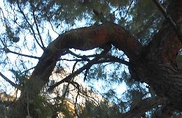 Abbattimento alberi in Piazza S. Francesco e Via Conte Appiano, Morese: «Erano a rischio caduta, li sostituiremo»