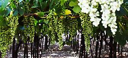 La Basilicata si prepara alla vendemmia 2017: «Ridotta ma di alta qualità»
