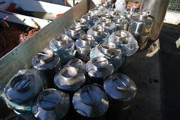 Rubano 150 quintali d'olio d'oliva: bottino recuperato, un denunciato