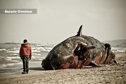 Oggi, 10 dicembre 2009, vicino a Peschici il più grande spiaggiamento di cetacei nel Mediterraneo: morirono 9 capodogli