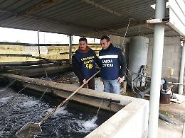 Lesina: “Operazione Christmas Fish” sequestrati nel foggiano 500 kg di Anguilla