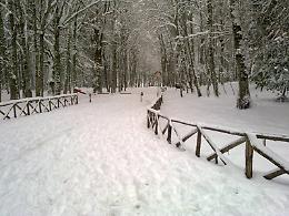 Oggi, 2 gennaio 1983, straordinaria tormenta di neve in Foresta Umbra: elicotteri della Protezione civile salvano 12 daini