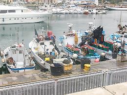 Bordo: «Via libera alla pesca del rossetto»,  i pescatori garganici respirano