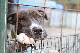 Canile lager a Foggia, non si tratta del centro Danny’s pet village