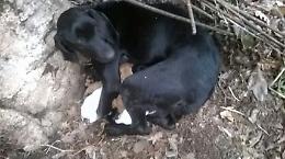 Chi è quell'animale che a Celle San Vito ha avvelenato un cane coi suoi cuccioli?