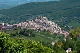 A Deliceto la rivolta delle pecore