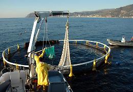 E sul pesce CamCom mette tutti d'accordo