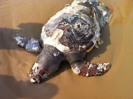 Peschici, tartaruga gigante in spiaggia: purtroppo, ci arriva morta