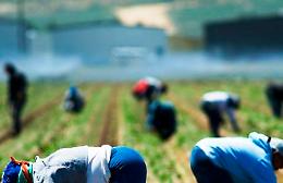 Poggio Imperiale, in una campagna scoperti 20 lavoratori "in nero"
