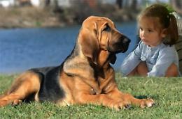 Chi è il cane che ha trovato la piccola Katia scomparsa a Montorio?