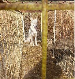 Il WWF bacchetta il sindaco di Serracapriola: «Marco, non ballare coi lupi»