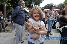 È San Francesco e tutti gli animali vanno a farsi benedire da Fra' Leonardo
