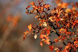 Foggia stregata dalla "Magie d'autunno"