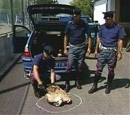 Statale 17, lancio di sassi dal cavalcavia: colpita una Jaguar
