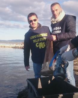 Blitz del Corpo Forestale: liberate anguille per 100 chili