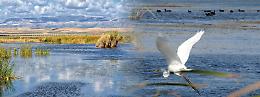 Giornata mondiale Zone Umide, nel week-end visite gratuite al Lago Salso