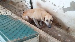 Orta Nova, Lucera e Manfredonia: sequestrati 700 cani e discariche abusive