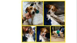 La storia di Trenino, il cagnolino salvato dalla capotreno e che ora cerca casa
