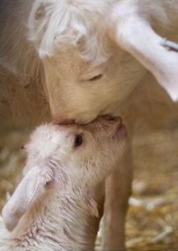 Son tutte belle le mamme del mondo