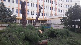 Don Uva si sarà rivoltato nella tomba: abbattuti i pini che aveva piantato 45 anni fa