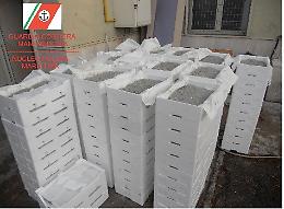 Manfredonia, sequestrati 1500 chilogrammi di novellame