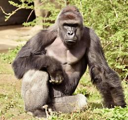 Harambe, l'ennesima tragedia degli zoo